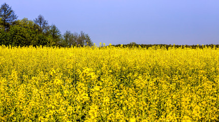 Obraz premium rapeseed field