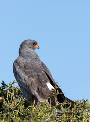 Obraz premium Pale Chanting Goshawk (Melierax canorus) perched on branch