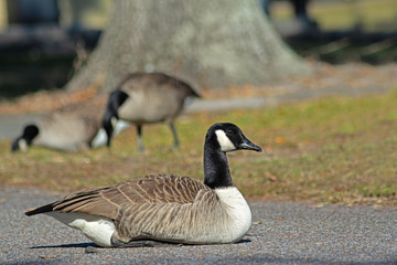 canada goose (canadensis)