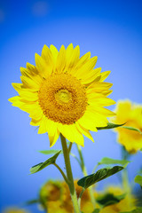 Tournesol