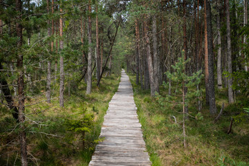 Wooden board road in forest