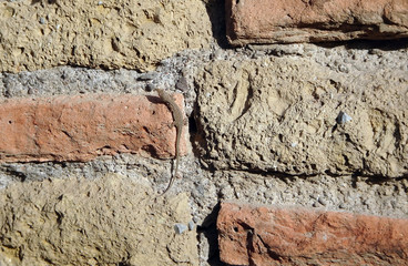 Fototapeta premium lizard on an old brick wall