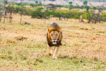 Lions in the masaai mara kenya