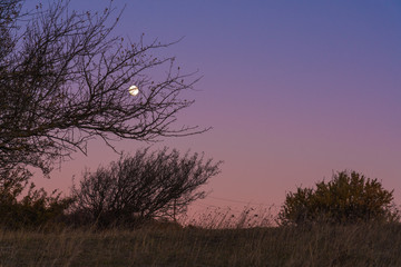 Fototapeta na wymiar Moonlight through the branches of a tree