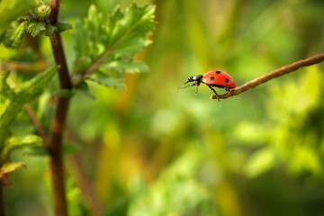 Coccinelle