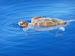 Tortue de mer