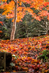 autumn leaves in the park