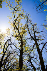 growing trees