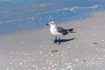 Seagull walking on the sand looking for food, on a sunny morning. Bell Air Beach, Florida, USA