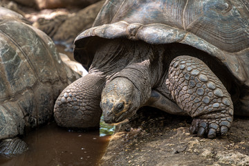 Giant tortoises in mud