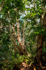 Tropical forest in Zanzibar