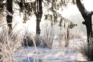landscape in the winter time