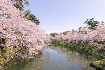 満開の桜　弘前公園