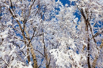 birch tree in the winter