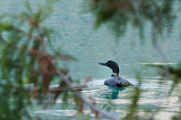 A loon framed by branches and trees