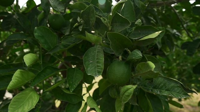 Fresh lime hanging in lime tree, close-up slow pullback