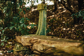 Fototapeta premium tree in the forest