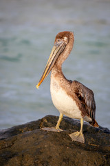 A brown pelican perched on a boulder