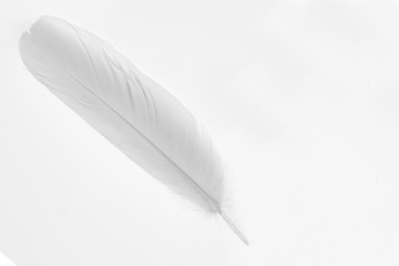 Feather white on the white background.