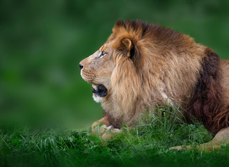 Fototapeta na wymiar lion of profile lying in the grass