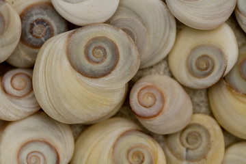 Close up of spiral sea shells