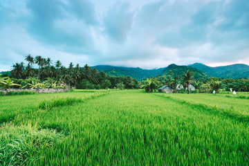 Fototapeta na wymiar asian village landscape farm paddy green valley