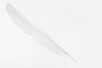 Feather white on the white background.