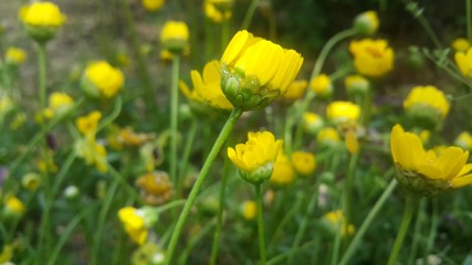 Obraz premium Closeup view of lovely yellow flower against a green leaves background