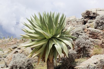 Giant lobelia plants, Lobelia rhynchopetalum, in the Simien Mountains National park