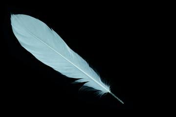 feather white on the black background.