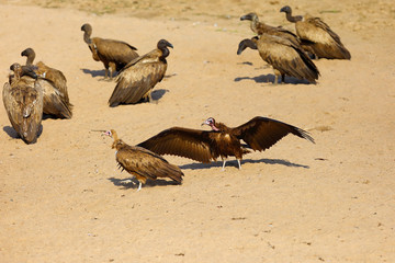 The hooded vulture (Necrosyrtes monachus) lands among other vultures on the river bank. Landing vulture with wings spread.