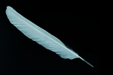 feather white on the black background.