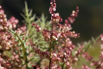 Flowers of the sorrel Rumex nervosus, in Ethiopia
