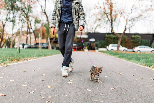 Owner talking a cute, striped cat for a walk in the park. Domestic pets concept