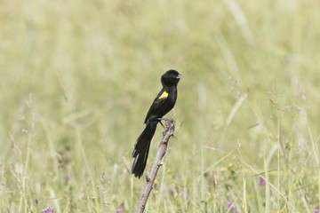 Male yellow-mantled widowbird, Euplectes macroura