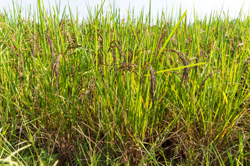 Obraz premium Growing rice berries in the rice field