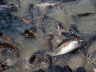 Many large pangasius live in fresh water.
