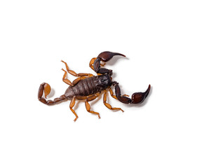 Close-up of a European scorpion, on white background.
