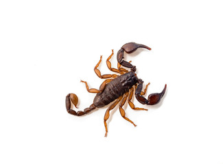 Close-up of a European scorpion, on white background.