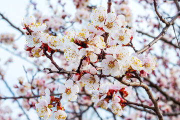 Abundant apricot flowers on light blue sky background_