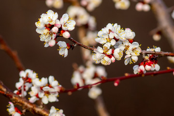 Apricot flowers on tree on dark brown background. Apricot blossom