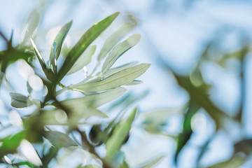 Close up sur les feuilles d'un olivier
