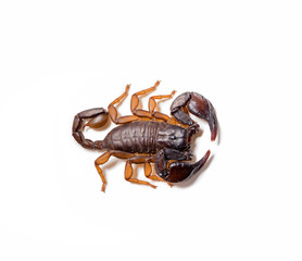 Close-up of a European scorpion, on white background.