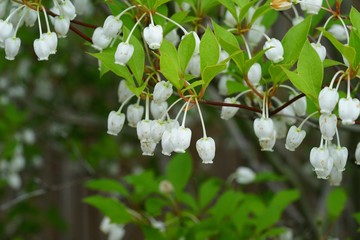 ドウダンツツジの花