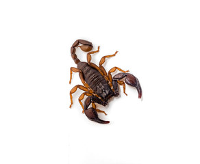 Close-up of a European scorpion, on white background.