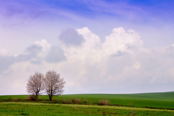 Fototapeta na wymiar Spring landscape with two trees in a field among green grass and picturesque sky_