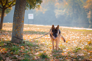 Beautiful German Shepard on the leash in the park. Autumn colors.