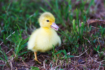 A small yellow duckling on the ground in a garden among the grass_