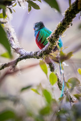 Resplendent quetzal, pharomachrus mocinno. Birds of Costa Rica. San Gerardo de Dota