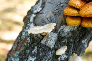 orange forest mushrooms on a tree close-up